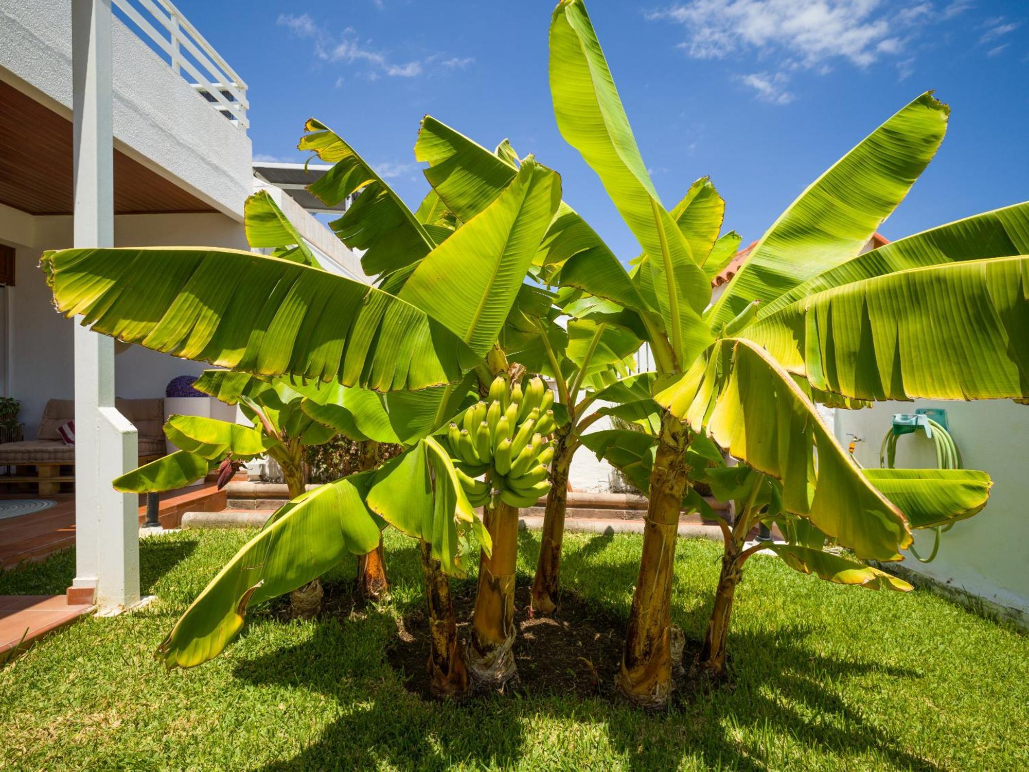 Banana House In Top Location By Tenpropertiesgc Maspalomas  Exterior foto